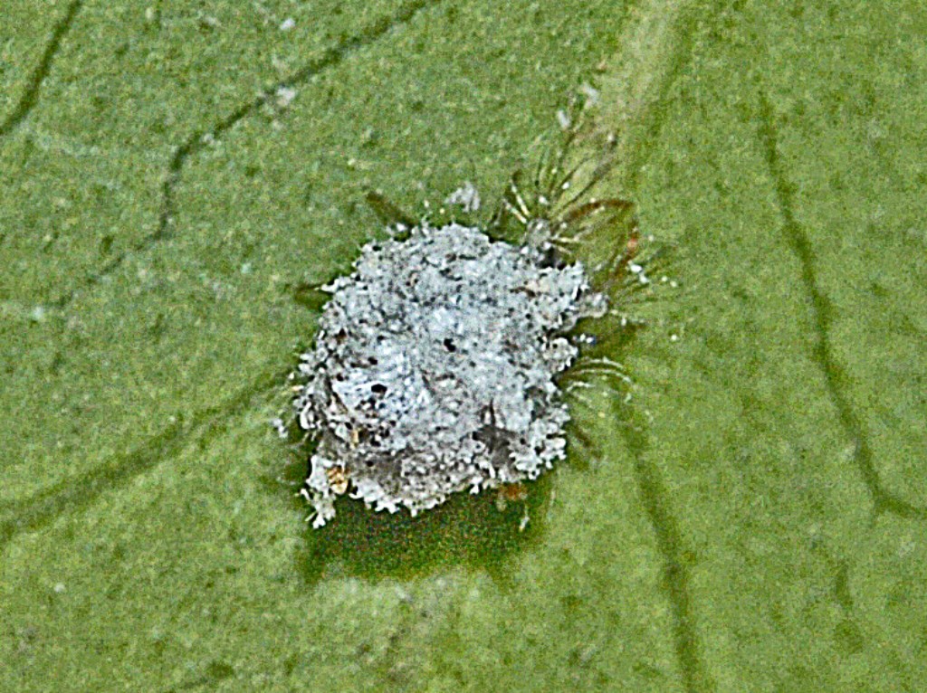 Larve di neurottero: Pseudomallada sp.(?) e altra